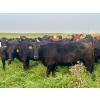 Image 3 : Valley View Ranch - 960# October Delivery Grass Heifers - 125 Head (Strathmore, AB)