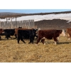 Image 5 : Midpoint Farms - 1025# October Delivery Grass Steers - 120 Head (Drayton Valley, AB)