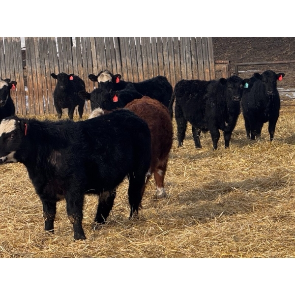 Midpoint Farms - 1025# October Delivery Grass Steers - 120 Head (Drayton Valley, AB)