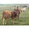 Image 5 : Leaning Arrow Ranch - 600# November Delivery Steer Calves - 95 Head (Dewberry, AB)