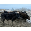 Image 3 : CS Livestock - 710# March Delivery Steers - 19 Head (Rimbey, AB)