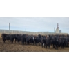 Image 2 : M.S. MacLean Livestock - 1020# March Delivery Steers - 80 Head (Coaldale, AB)