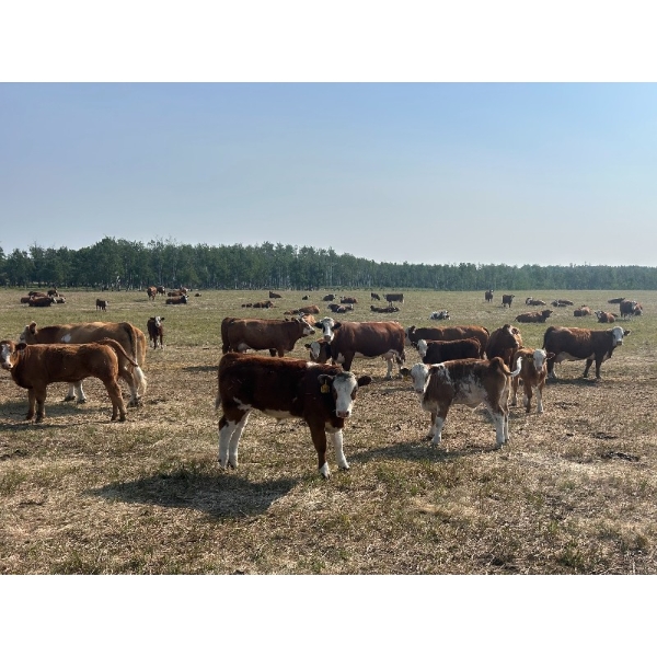 Bear Canyon Colony - 490# July Delivery Steer Calves - 180 Head (Cherry Point, AB)