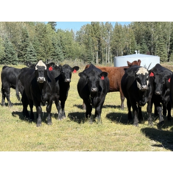 Rafter 17 Ranching - 1100# September Delivery Grass Heifers - 50 Head (Eckville, AB) VBP+
