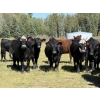 Image 1 : Rafter 17 Ranching - 1100# September Delivery Grass Heifers - 50 Head (Eckville, AB) VBP+