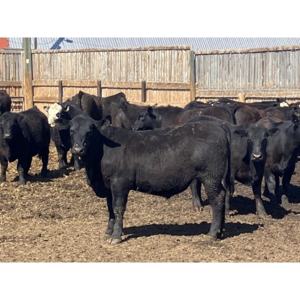 Jarokosky Farms - 980# April Delivery Steers - 64 Head (Lethbridge, AB)