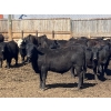 Image 2 : Jarokosky Farms - 980# April Delivery Steers - 64 Head (Lethbridge, AB)