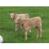 Image 4 : 6 S Feeders Inc. - 550# November Delivery Weaned Heifers - 110 Head (Moosomin, SK)