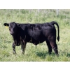 Image 7 : Goldridge Farming Co. - 575# October Delivery Steer Calves - 100 Head (Turin, AB)