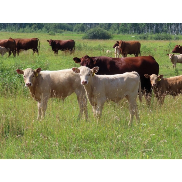 Twin Creek Colony - 530# November Delivery Steer Calves - 50 Head (Lestock, SK)