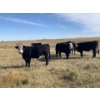 Image 2 : GIT Performance Cattle - 7 F1 Saler Heifers