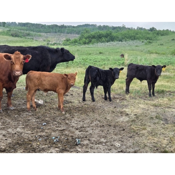 Allan & Janet Nameth - 590# November Delivery Steer Calves - 100 Head (Cupar, SK) VBP+