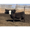 Image 4 : Jarokosky Farms - 980# April Delivery Steers - 64 Head (Lethbridge, AB)