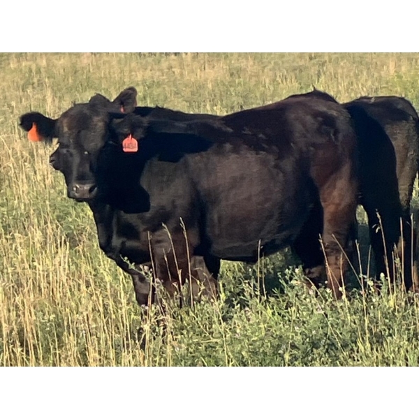 Jarokosky Farms - 830# September Delivery Grass Steers - 75 Head (Cayley, AB)