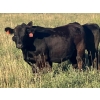 Image 1 : Jarokosky Farms - 830# September Delivery Grass Steers - 75 Head (Cayley, AB)
