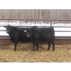 Image 6 : Martin DeVos - 675# March Delivery Steers - 95 Head (Fork River, MB) ***ADDED LOT***