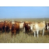 Image 2 : Forbes Bros. Ranching - 930# September Delivery Grass Heifers - 130 Head (Senlac, SK)