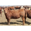 Image 2 : A&S Farms - 30 Red Replacement Heifers (Coaldale, AB)