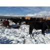 Image 9 : Antelope Butte Ranch - 769# March Delivery Steers - 75 Head (Lundbreck, AB) VBP+