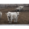 Image 8 : Cluny Colony - 815# October Delivery Weaned Steers - 70 Head (Cluny, AB)