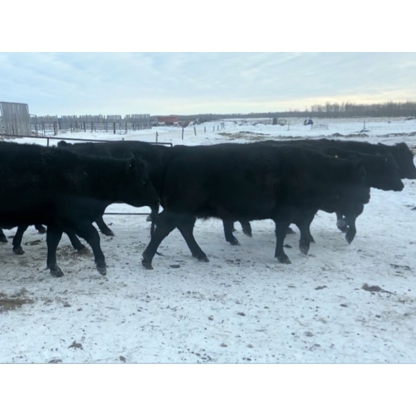 Lake Forest Farms Herd Dispersal - 21 Black Simm/Angus X Bred 3 - 5 Year Old Bred Cows (Arnes, MB)