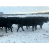 Image 1 : Lake Forest Farms Herd Dispersal - 20 Black Simm/Angus X Bred 3 - 5 Year Old Bred Cows (Arnes, MB)