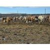 Image 3 : Bauer Ranching - 890# February Delivery Steers - 210 Head (Hilda, AB)