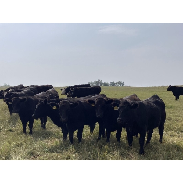 DK Livestock - 1000# September Delivery Grass Steers - 30 Head (Langdon, AB)