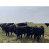Image 1 : DK Livestock - 1000# September Delivery Grass Steers - 30 Head (Langdon, AB)
