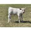 Image 12 : Cody & Brittany Black/Kirby & Cori Black - 525# October Steer Calves - 100 Head (Water Valley, AB)