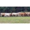 Image 2 : Ootsa Lake Cattle Co. - 825# September Delivery Grass Heifers - 77 Head (Ootsa Lake, BC)