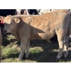 Image 6 : Fred Courtney - 650# October Delivery Steer Calves - 65 Head (Delia, AB)