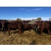 Image 4 : Kris Springer - 50 November Delivery Red Angus X Bred Heifers (Foam Lake, SK)