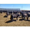 Image 6 : Cattlewood Farms Ltd. - 690# May Delivery Steers - 117 Head (Stirling, AB)