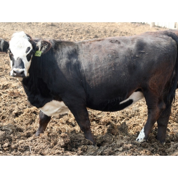 Peter Boone - 14 BBF Bred Heifers (Picture Butte, AB)