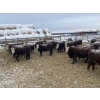 Image 3 : Birkenhagen Farms - 860# January Delivery Heifers - 60 Head (Carrot Creek, AB) VBP+