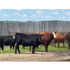 Image 6 : Hines Ranching Co. Ltd. - 28 AI Red X February Calving Bred Heifers (Marwayne, AB)