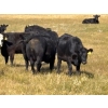 Image 8 : Boggy Springs Ranch - 26 Black Bred Heifers (Maple Creek, SK)
