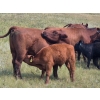 Image 22 : Garvin Kostal - 625# November Delivery Steer Calves - 95 Head (Spring Valley, SK)