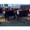 Image 2 : Garth & Theresa Kauppi - 1000# March Delivery Steers - 62 Head (Eckville, AB)