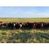 Image 2 : Carter Morison - 870# October Delivery Grass Heifers - 130 Head (Airdrie, AB)