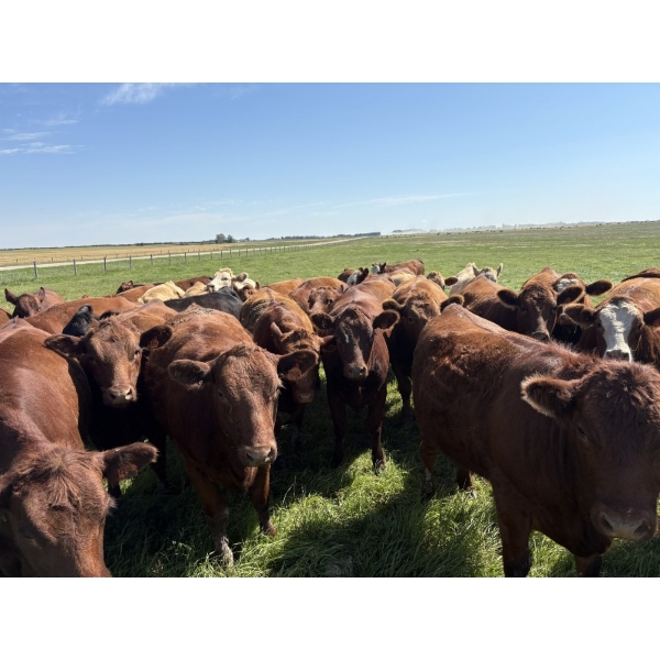 Dan Glover - 975# September Delivery Grass Heifers - 44 Head (Irricana, AB) VBP+