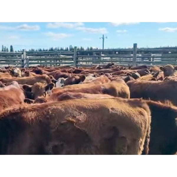 Out West Ranches Ltd. - 625# October Delivery Steer Calves - 98 Head (Anahim Lake, BC) VBP+