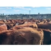 Image 1 : Out West Ranches Ltd. - 625# October Delivery Steer Calves - 98 Head (Anahim Lake, BC) VBP+