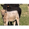 Image 7 : GW Murray Ranches - 630# November Delivery Heifer Calves - 90 Head (Rolling Hills, AB)