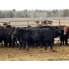 Image 6 : Bruce & Judy Dickson - 1081# November Delivery Heifers - 95 Head (Leslieville, AB)
