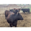 Image 6 : Shane Debock - 885# June Delivery Heifers - 208 Head (Barrhead, AB)