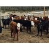 Image 3 : Mullin Ranch - 960# October Delivery Grass Steers - 60 Head (Logan Lake, BC)