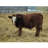 Image 7 : Rusty Myskiw - 665# February Delivery Steers - 55 Head (Marquette, MB)