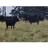 Image 4 : Thompson Colony - 550# October Delivery Heifer Calves - 110 Head (Fort Macleod, AB)